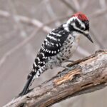 Nuttall's Woodpecker