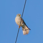 American Kestrel
