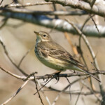 American Pipit