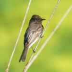 Black Phoebe