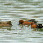 Cinnamon Teal