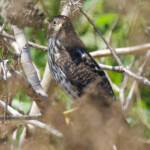 Cooper’s Hawk (immature)