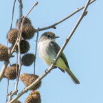 Eastern Phoebe