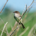 Eastern Phoebe