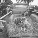 Ellen Douglas Whelan and her dogs