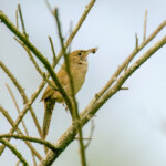 House Wren