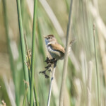 Marsh Wren