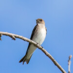 Northern Rough-winged Swallow