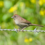 Rufous-crowned Sparrow