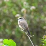 Vermilion Flycatcher (female)