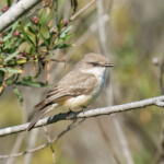 Vermilion Flycatcher (female)