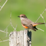 Vermilion Flycatcher (young male)