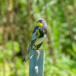 Yellow-rumped Warbler